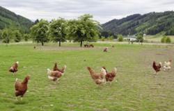 Organic animal welfare