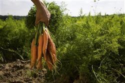 Ecological food production