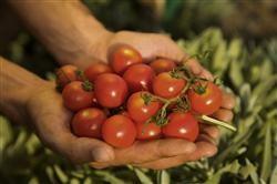 Organic tomatoes